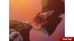 BLEACH Bluray