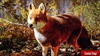Hunting Simulator 3 PS5